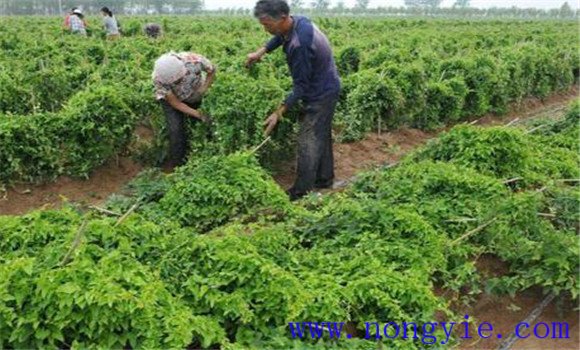 山药人工栽培方法 山药的田间管理措施是什么