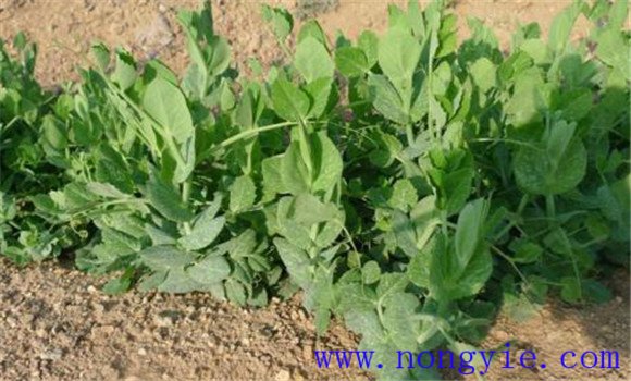 豌豆种植技术与管理十大内容