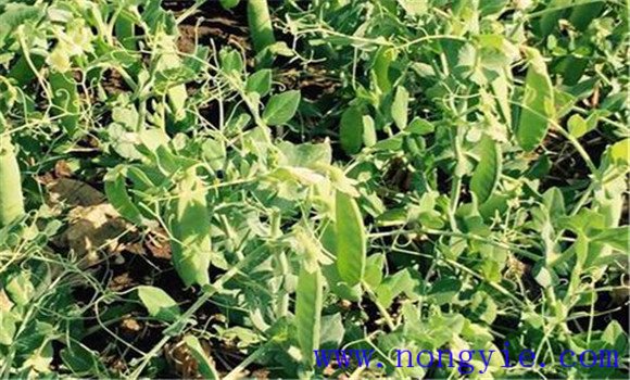 豌豆种植技术与管理十大内容