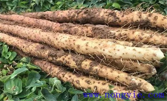 淮山药产地哪里的最好 淮山药的功效与作用 淮山药产地哪里的最好 淮山药的功效与作用