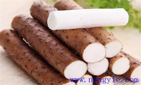 淮山药产地哪里的最好 淮山药的功效与作用 淮山药产地哪里的最好 淮山药的功效与作用