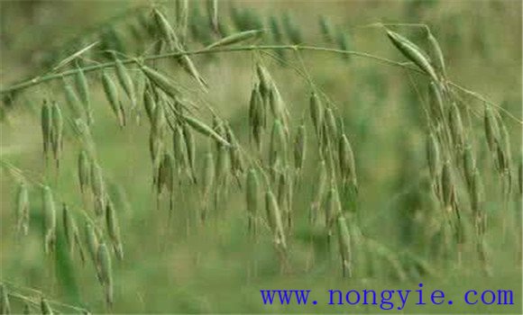 野燕麦的功效与作用 野燕麦的功效与作用