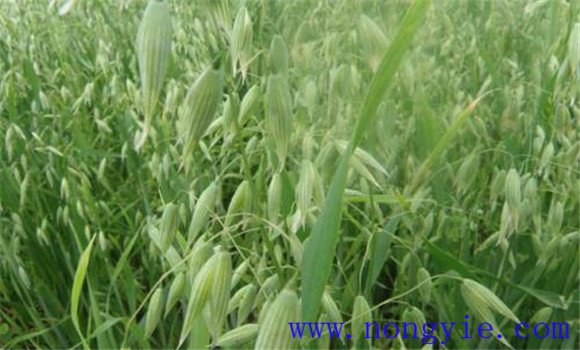 燕麦的种植时间是什么时候 燕麦种植条件简介