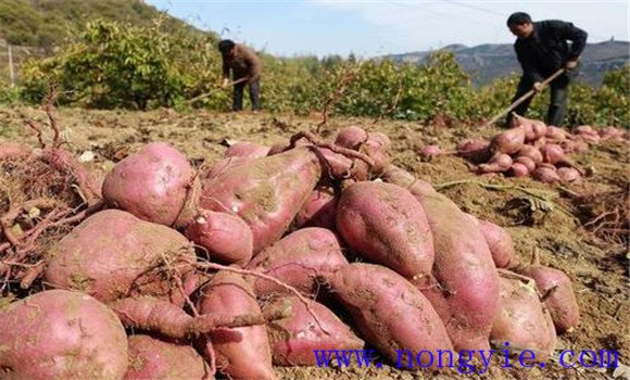 红薯什么时候传入中国 红薯产地哪个地方最多