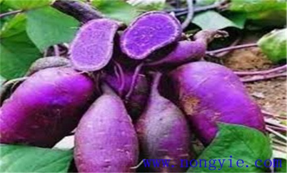 紫薯种植时间和方法简介 紫薯什么时候种植