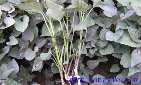 紫薯种植时间和方法简介 紫薯什么时候种植