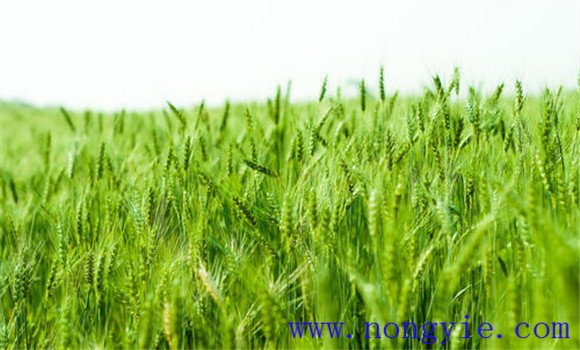 大麦种植的地区分布区域 大麦种植管理技术要点