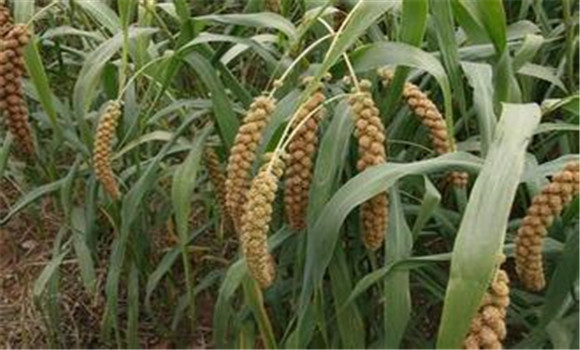 糯小米和小米的区别 糯小米种植方法简介