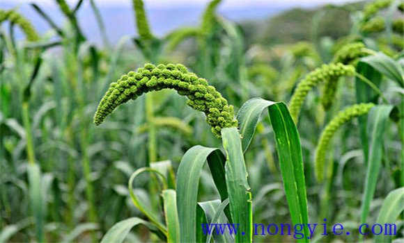 谷子种植方法 谷子种植技术要点