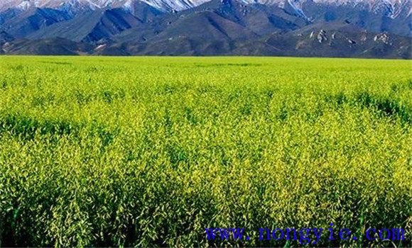 燕麦种植时间，燕麦什么时间种植