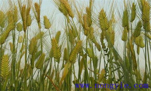 啤酒大麦种植技术要点