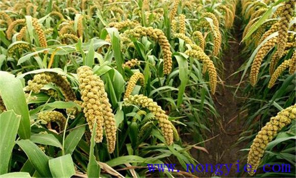 谷子种植技术要点与步骤