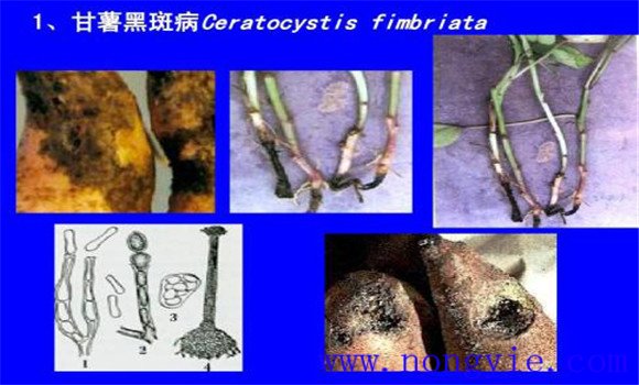 甘薯黑斑病发病规律与症状表现 甘薯黑斑病防治 甘薯黑斑病发病规律与症状表现 甘薯黑斑病防治