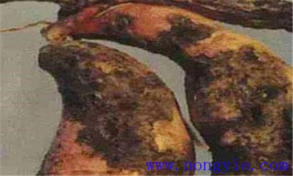 甘薯黑斑病发病规律与症状表现 甘薯黑斑病防治 甘薯黑斑病发病规律与症状表现 甘薯黑斑病防治