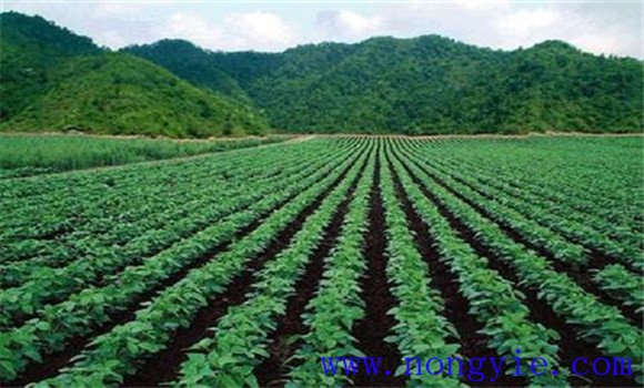 绿豆种植时间 绿豆什么时间种植