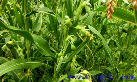 薏苡的种植方法 薏苡的田间管理技术要点