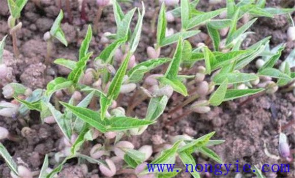 绿豆种植技术：绿豆高产栽培的五个步骤