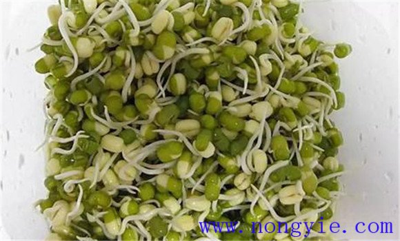 绿豆种植技术：绿豆高产栽培的五个步骤