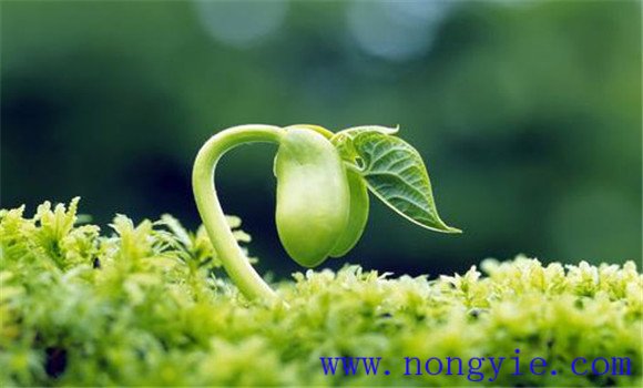 绿豆夏直播方法与步骤 绿豆种植管理方法