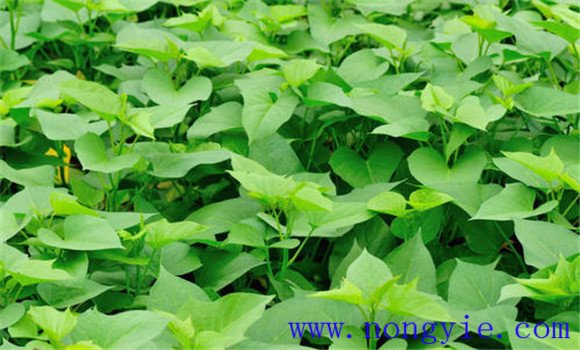 红薯种植时间，红薯什么时间种植合适