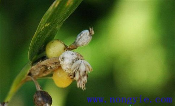 薏米黑穗病怎么治 薏米黑穗病打什么药