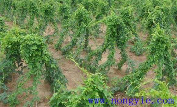 山药黑斑病的危害症状 山药黑斑病用什么药防治