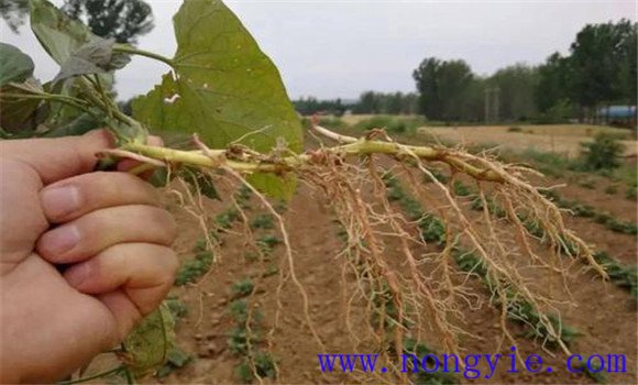 甘薯根的分类 甘薯的根有哪几种，各有什么特点