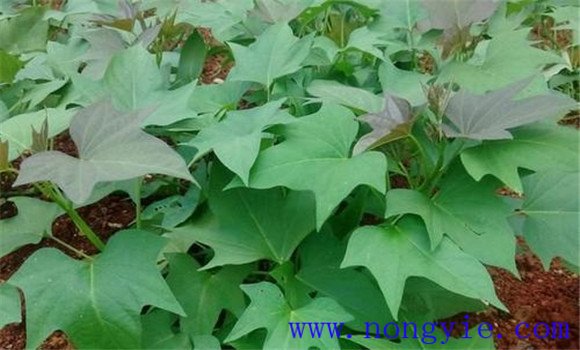 红薯膨大素什么时候打最好 红薯膨大素使用方法