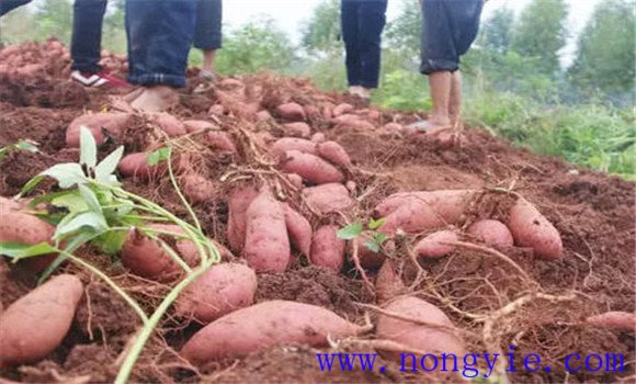 红薯采收时间如何确定，何时收获红薯合适