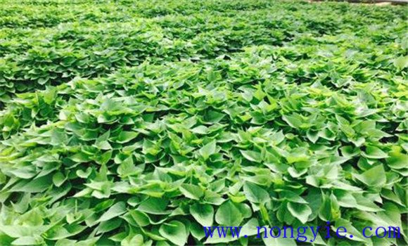 甘薯种植方法 甘薯为什么要合理密植