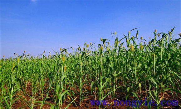 高粱种植时间 高粱什么时候种植最合适