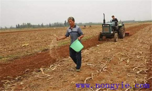 高粱种植方法及其主要种植步骤