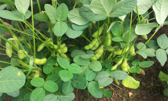 毛豆种植时间 毛豆种植技术要点