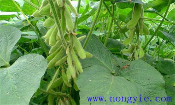 毛豆种植时间 毛豆种植技术要点