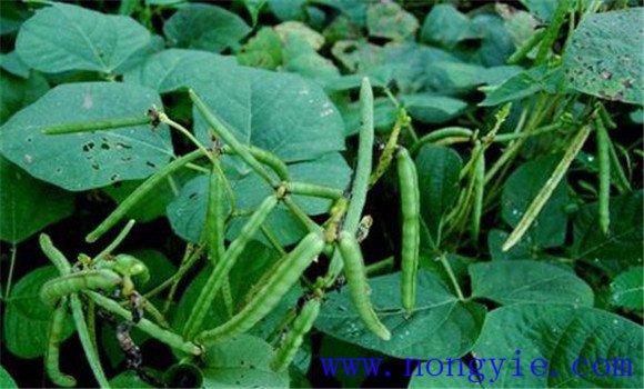 绿豆病毒病发病条件是什么 绿豆病毒病防治方法
