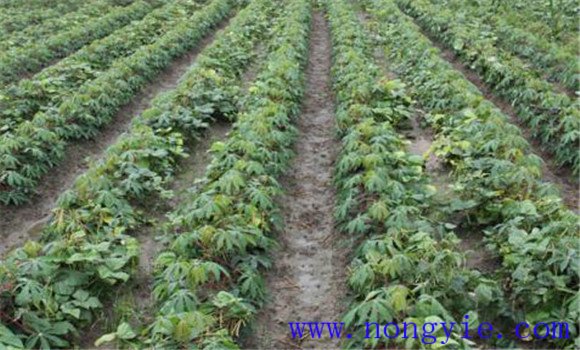 绿豆病毒病发病条件是什么 绿豆病毒病防治方法