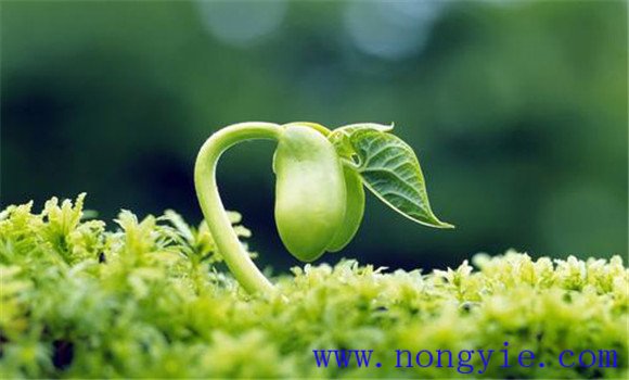 旱地绿豆栽培技术 绿豆地膜覆盖高产栽培方法 旱地绿豆栽培技术 绿豆地膜覆盖高产栽培方法