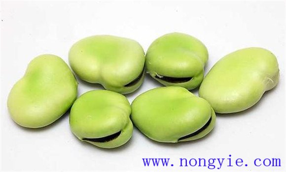 蚕豆的功效是什么？蚕豆的功效与作用