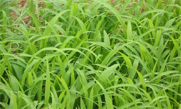 高粱蚜虫危害症状是什么 高粱蚜虫用什么药防治