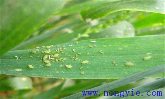 高粱蚜虫危害症状是什么 高粱蚜虫用什么药防治