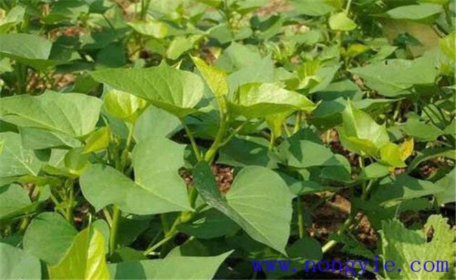 山芋是红薯吗?山芋育苗与种植技术要点 山芋是红薯吗?山芋育苗与种植技术要点