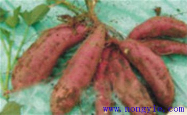 豫薯10号简介 豫薯10号红薯栽培技术要点