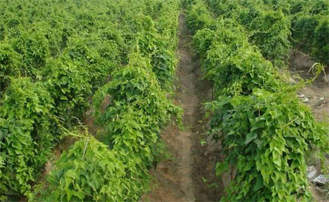 山药的需肥特点，山药如何施基肥、怎样追肥