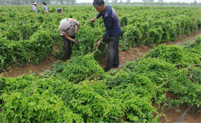 山药的种植成本及利润 山药种植与栽培管理要点