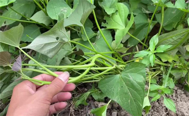 红薯地下害虫怎样冶 防治红薯地下害虫用什么药