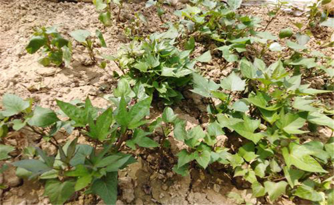 红薯地下害虫怎样冶 防治红薯地下害虫用什么药