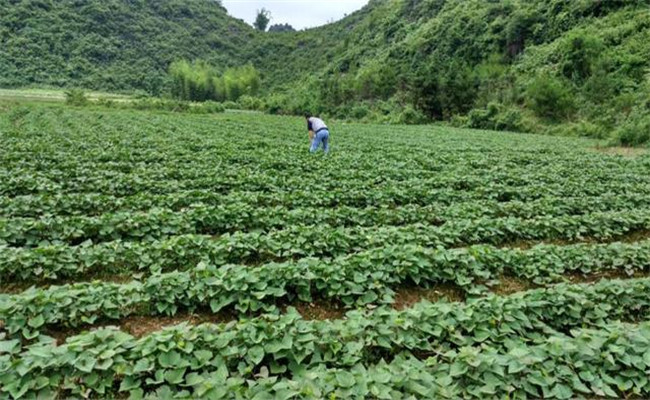 甘薯的原产地是哪里？甘薯和红薯有什么区别？