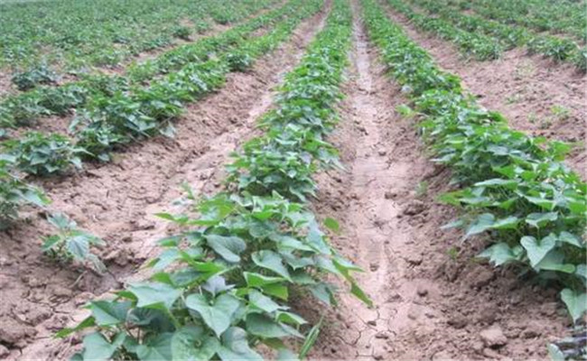 甘薯田间管理措施有哪些 甘薯中期怎样施钾肥 甘薯田间管理措施有哪些 甘薯中期怎样施钾肥