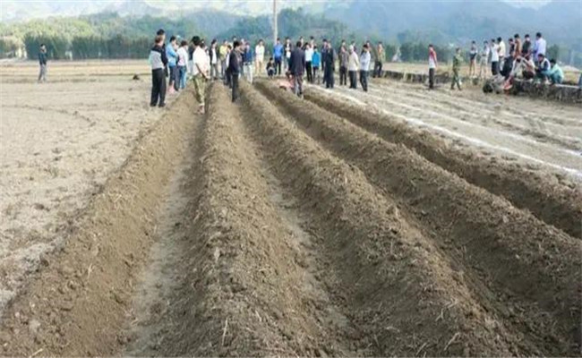 甘薯田间管理措施有哪些 甘薯中期怎样施钾肥 甘薯田间管理措施有哪些 甘薯中期怎样施钾肥