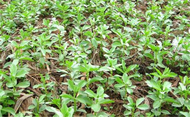 蚕豆的播种期、播种密度和播种方式